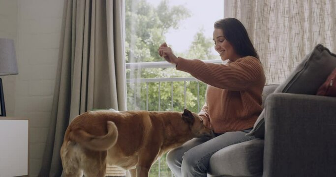 Caucasian woman teaching cute furry brown dog tricks and rewarding treats for being good and obedient. Woman shaking pets paw in living room at home. Training animal with food to perform handshake