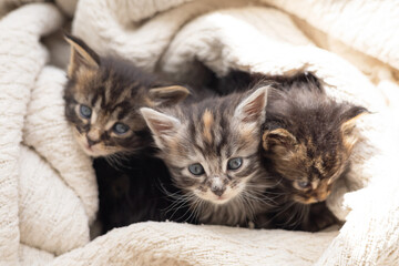 Pets. Three cute little maine coon breeds kittens are wrapped in a blanket. Pet Care