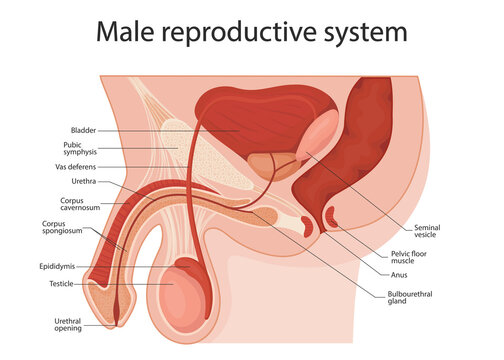 Marathi Solution] Sketch and label 'human male reproductive system' .