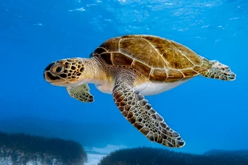 Fotobehang A majestic Green sea turtle from Cyprus, Mediterranean Sea  © Athanassios
