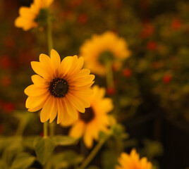 A Prairie Sunflower, close up with multiple blooms