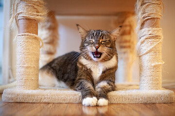 Roar cat © SoCal Wes