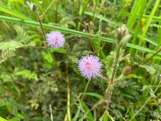 flower of a clover