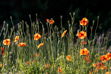 Blooming field poppies against the background of a dark forest, under the sun, poppy heads