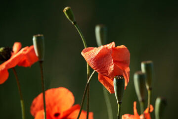 Obraz premium Blooming field poppies against the background of a dark forest, under the sun, poppy heads