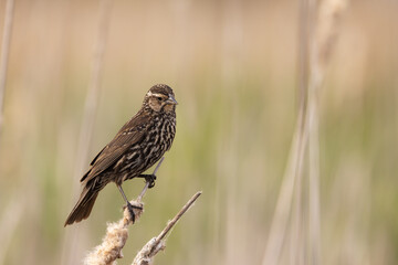 Female Red-winged Blackbird