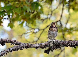 A cub of fieldfare standing on a branch