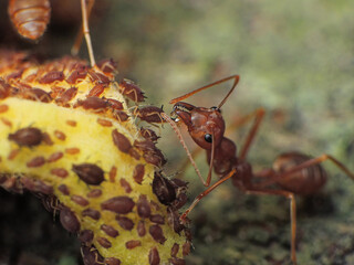 close-up of weaver ants farming the aphids colony