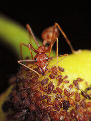 close-up of weaver ants farming the aphids colony