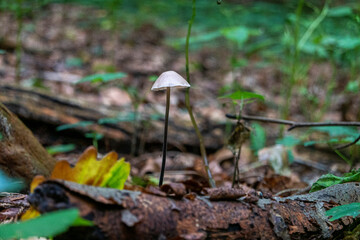 Mushrooms in the autumn forest