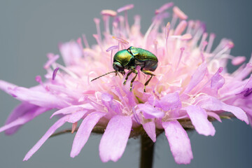 Leaf beetle Cryptocephalus hypochaeridis