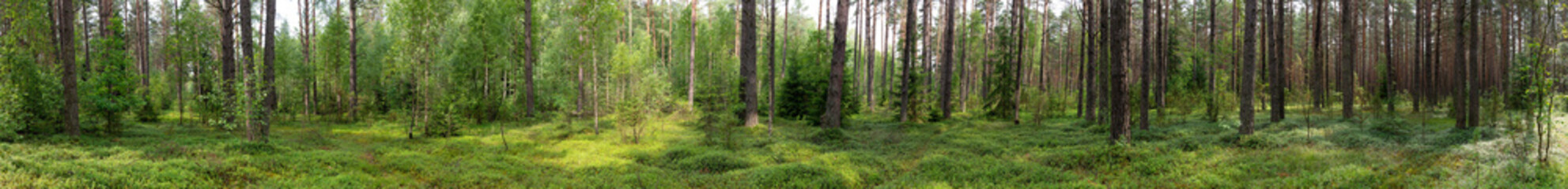 Landscape of Belarus - pine forest
