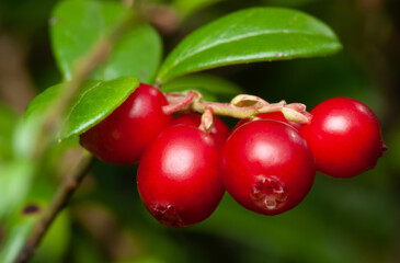 Nature of Europe - large ripe red lingonberries (cowberry) on a branch in the forest