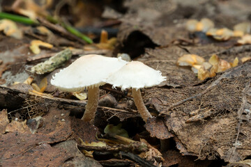 Wildlife of Europe- edible and inedible mushrooms growing in forest.