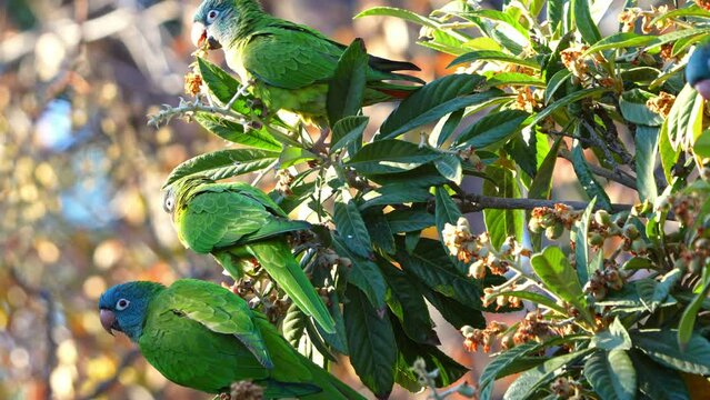 A group of Blue-crowned Parakeets (Thectocercus acuticaudatus) feeding on medlar fruits. Slow motion video.
