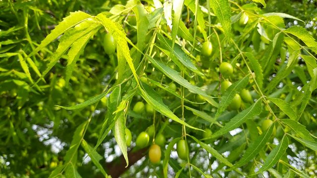 Neem fruits in the tree.
 It's other names Azadirachta indica, nimtree or Indian lilac. Its fruits are the source of neem oil. many aruvedic medicines are made from its leaves, flower seeds and bark.
