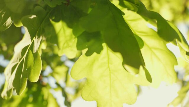 Closeup macro shot of green and yellow oak tree leaves, backlit with beautiful sunlight.