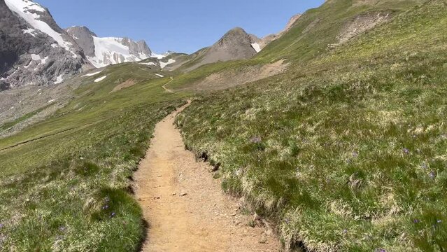 marmot on the high mountain trail, Formazza Valley, Piedmont, Italy