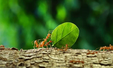 Voilages Photographie macro Ants carry the leaves back to build their nests, carrying leaves, close-up. sunlight background. Concept team work together.                           