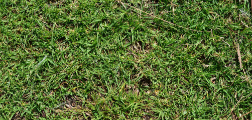 Natural grassy green background, zenith view.