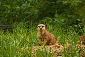 Naklejka na ściany i meble A meerkat sits near a burrow against a background of green foliage