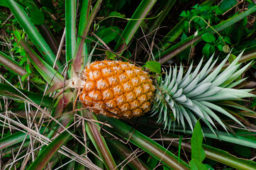 Pineapple, broken on the tree