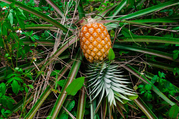 Pineapple, broken on the tree