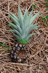 The pineapple was bitten by an animal.