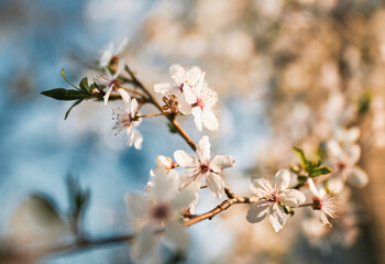 Fruit tree blossoms with bokeh and sunlight in the background. Concept of long awaited springtime coming after the winter