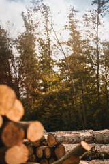Rows of sawn tree trunks in the forest. Close up of fallen trees logs in the woods