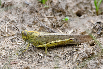 Egyptian grasshopper // Ägyptische Wanderheuschrecke (Anacridium aegyptium)