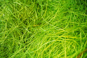 Macro shot of tangled threads close up