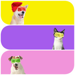 Collage of funny dogs and cat with human eyes on color background with space for text