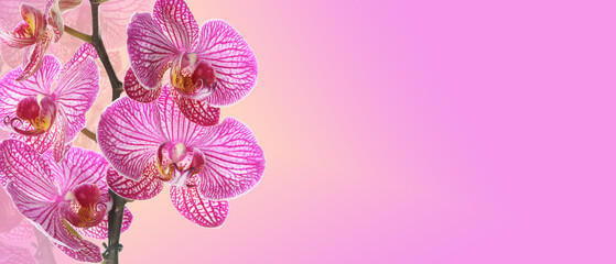 Beautiful blooming orchid on pink background with space for text