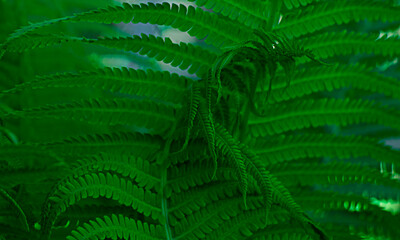 macro background abstract green with the image of a fern