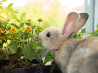 Close up cute little baby bunny rabbit sitting next to flower.