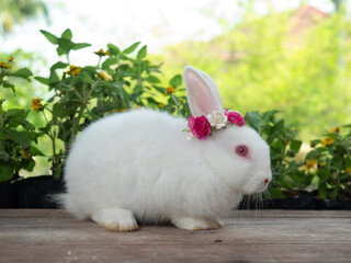 Cute little white bunny rabbit with pink eyes wearing magenta and white flower headband sitting on wooden table.