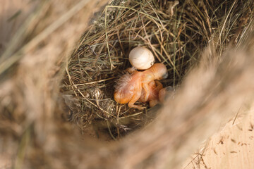 Obraz premium Two new born baby birds with unhatched egg in the nest made from straw.