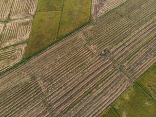 Rice field after harvested in Asian country