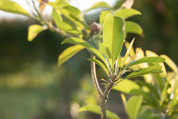 Green caterpillar or Asian larva pest worm on the small plant for eating tree leave.
