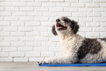Cute mixed breed dog lying on cool mat looking up on white brick wall background
