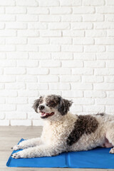 Cute mixed breed dog lying on cool mat looking up on white brick wall background