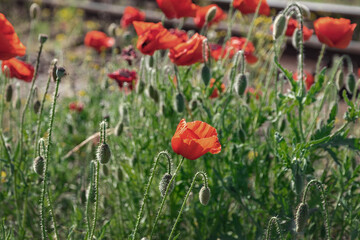 Fototapeta na wymiar Red poppy. The flowering of poppies in a field with green grass on a sunny summer day. A big red poppy flower in the field.