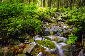 Forest river creek water flow. Beautiful summer landscape with trees, stones and flowing water at sunny weather