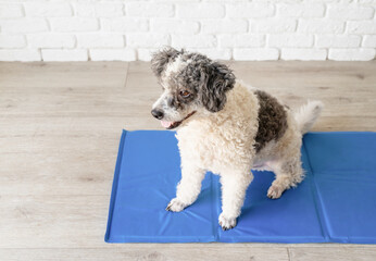 Cute mixed breed dog sitting on cool mat looking up on white brick wall background - obrazy, fototapety, plakaty