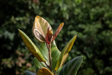 Tropical textured background green plant leaves pattern background, Natural wallpaper