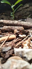 close up of a pile of wood