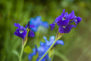 blue irises on a bright background of greenery of the garden and the sun