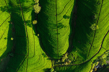 Aerial top view of panorama of green tea plantation in up country near Nuwara Eliya, Sri Lanka. High quality photo. Green tea field for background and banner - obrazy, fototapety, plakaty