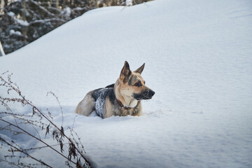 Dog German Shepherd outdoors on a white snow in a winter day. Russian guard dog Eastern European Shepherd in nature landscape